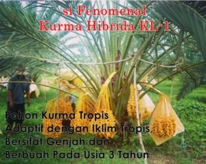 Weh, Petani Kurma Tulungagung Mulai Mendulang “Emas” di Lahan Sawahnya ?