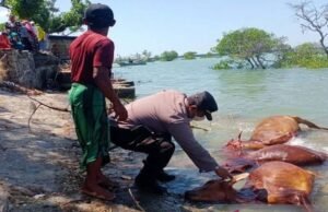 Puluhan Bangkai Sapi Ditemukan Mengambang di Pantai Camplong Sampang