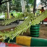 Lomba Penjor