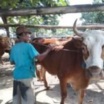 sapi