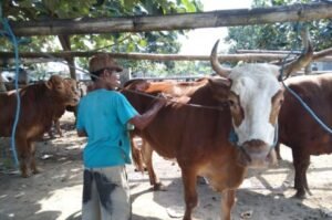 Penutupan Pasar Hewan di Tulungagung Diperpanjang, Ini Pertimbangannya