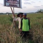 Sutrisno petani Mangunsari