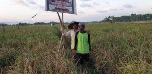 Tanaman Padi Rusak, Petani Mangunsari Terancam Gagal Panen, Penyebab Masih Diselidiki