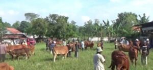 Terdampak PMK, Penjualan Hewan Qurban di Bangkalan Menurun Drastis