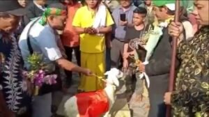 Viral!! Pria di Gresik Nikahi Kambing, Polisi Periksa 18 Saksi