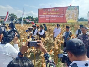 13 Hektar Lahan Milik Pemkab Malang di KTN Turen Panen Raya Perdana