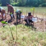 Tanam Bibit Mangrove