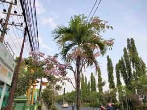 Tabebuya, Tanaman Asal Brasil yang Bermekaran Menghiasi Bojonegoro