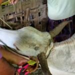 Sapi dan Kerbau