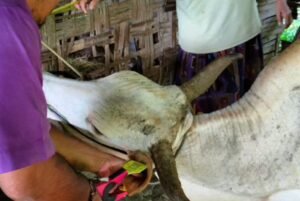Dintanpan Rembang Data Sapi dan Kerbau Berbasis Aplikasi, Simak Tujuannya