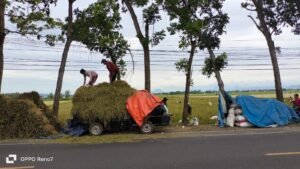 Panen Raya Padi di Tulungagung, Sayangnya Harga Jual Gabah Turun