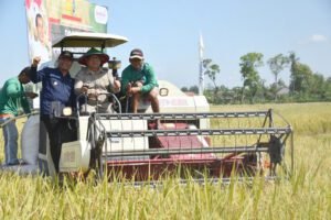 Panen Padi Bersama Petani, Bupati Maryoto Optimis Surplus Beras 76.916 Ton
