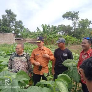 Petani Tembakau Tulungagung Mendapat BLT Dana Bagi Hasil Cukai Tembakau