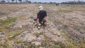 Petani Melon di Sidoarjo Mengeluh Gagal Panen, Dampak Musim Panas Ekstrem