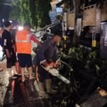 Akibat Hujan Disertai Angin, Pohon di Depan SMP 1 Turen Tumbang