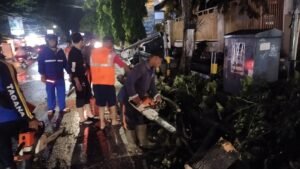 Akibat Hujan Disertai Angin, Pohon di Depan SMP 1 Turen Tumbang