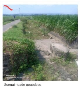 Petani  Desa Gogodeso Kanigoro Blitar  Nekat  Semai Padi dan Polowijo