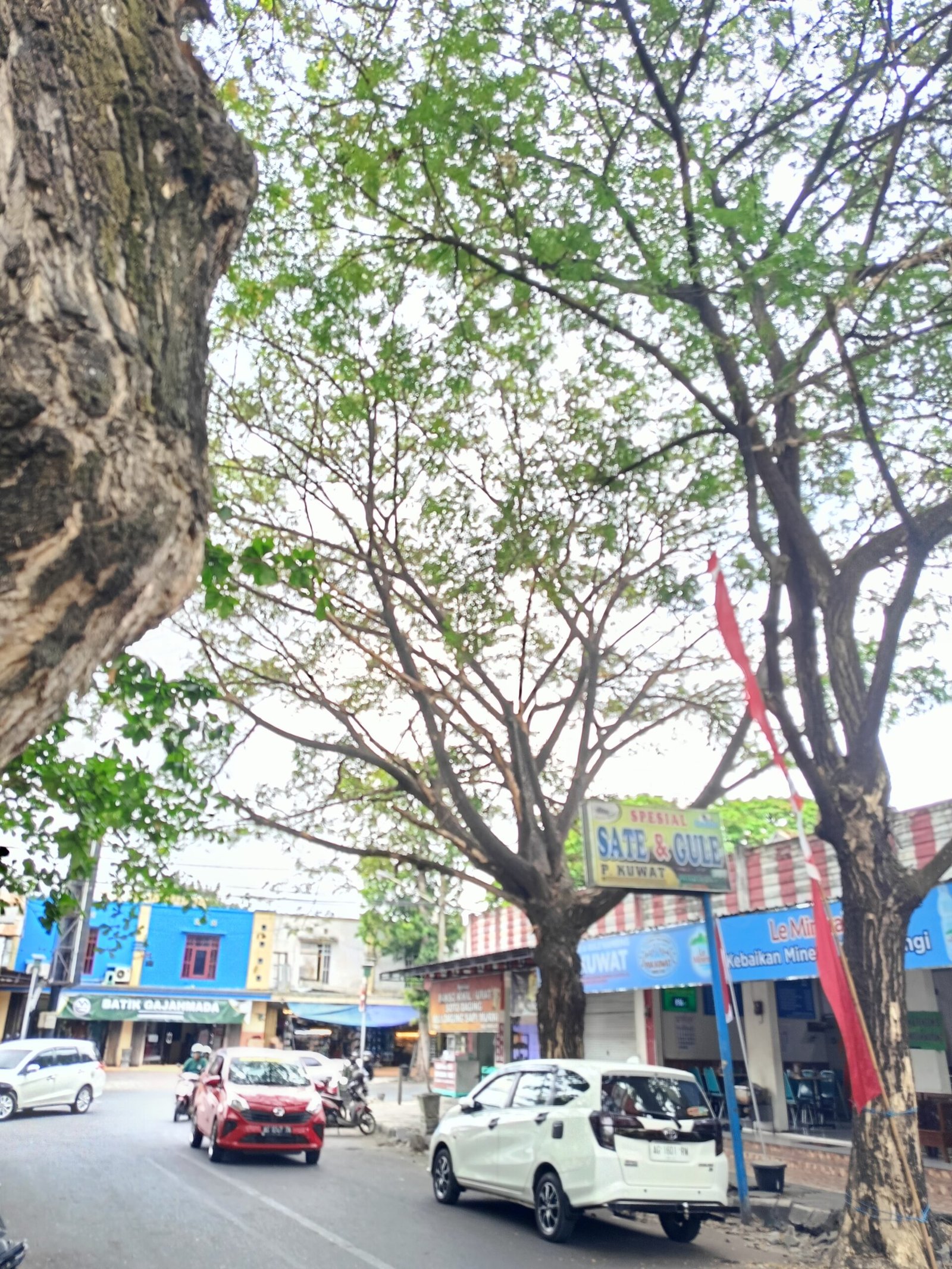 Warga Tulungagung Diimbau Waspada, Dahan Lapuk di Jalan MH. Thamrin Mengancam Keselamatan