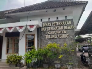 Diakhir Januari PMK Masih Mengancam Peternak Sapi Tulungagung