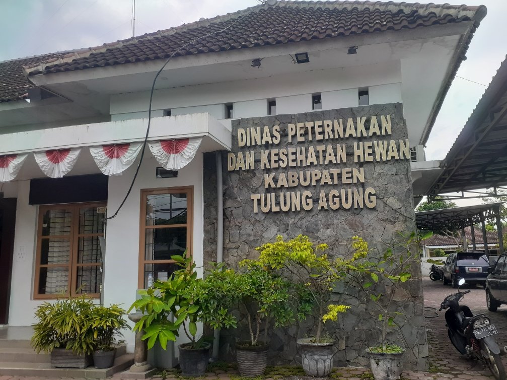 Diakhir Januari PMK Masih Mengancam Peternak Sapi Tulungagung