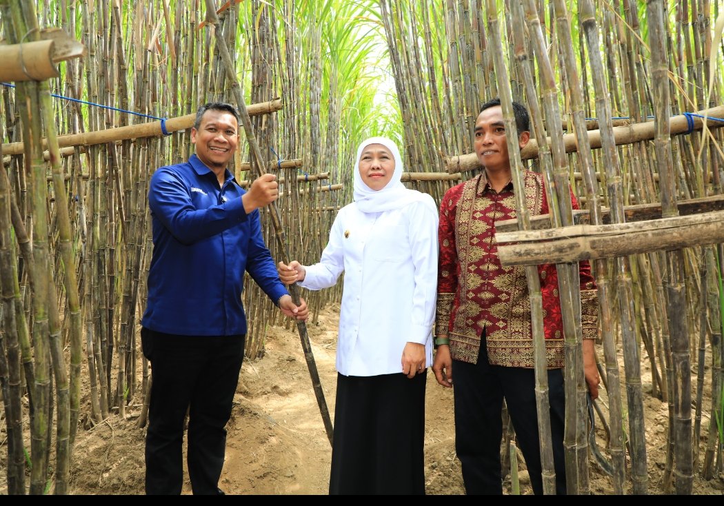 Khofifah Luncurkan KUR Khusus Petani Tebu Jatim, Pacu Swasembada Gula Nasional