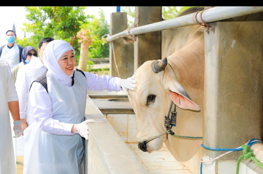 Stok Hewan Kurban di Jatim Surplus, Gubernur Khofifah Pastikan Aman, Sehat dan Bebas PMK