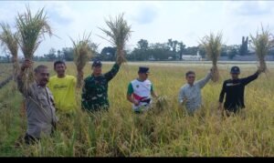 Petani Karangwaru dan  Boyolangu Gelar Tasyakuran Panen, Wabup Baharudin Dorong Tata Tanam Terjadwal dan Irigasi Adil