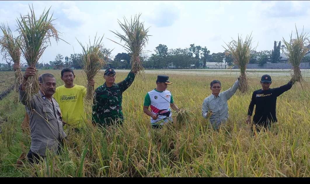 Petani Karangwaru dan Boyolangu Gelar Tasyakuran Panen, Wabup Baharudin Dorong Tata Tanam Terjadwal dan Irigasi Adil