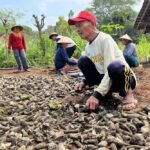 Harga Singkong di Gunungkidul Cuma Rp500 per Kilo