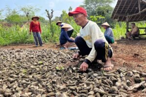 Miris! Harga Singkong di Gunungkidul Cuma Rp500 per Kilo