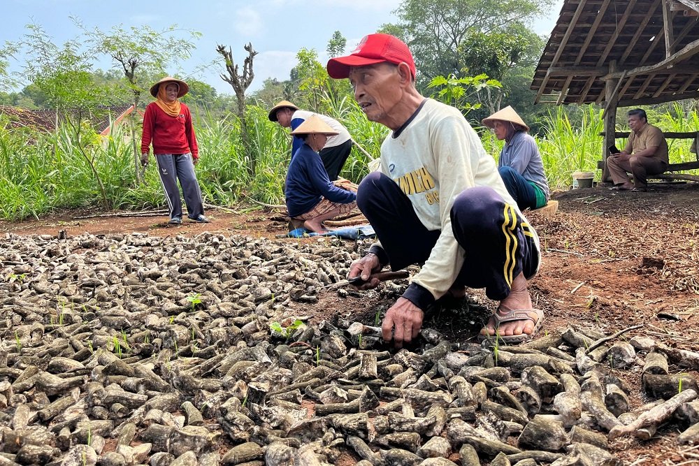 Miris! Harga Singkong di Gunungkidul Cuma Rp500 per Kilo