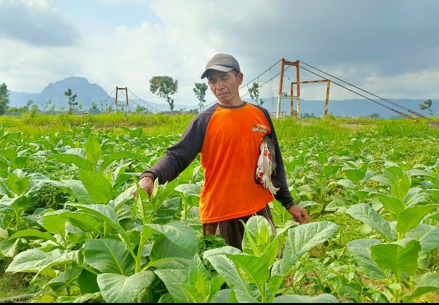 Kampung Tembakau Kendalbulur: Napas Kehidupan dari Lahan Kering yang Tak Pernah Letih Memberi