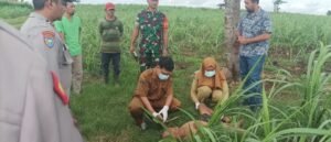 Mayat Pria Tanpa Identitas Ditemukan di Lahan Perhutani Binangun Blitar