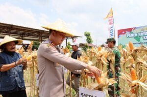 Polres Tulungagung Panen Raya 1.123 Hektare Jagung di Ngantru, Dorong Swasembada Pangan