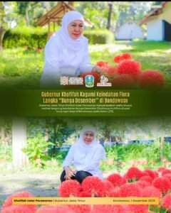 Gubernur Khofifah Kagumi “Bunga Desember”, Flora Langka yang Mekar Indah di Bondowoso