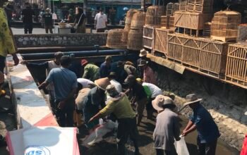 Lima Tahun Kekeringan, Air Sawah Singosari Mulai Mengalir